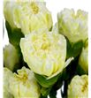 Clavel short crema - CLACOLCRE1