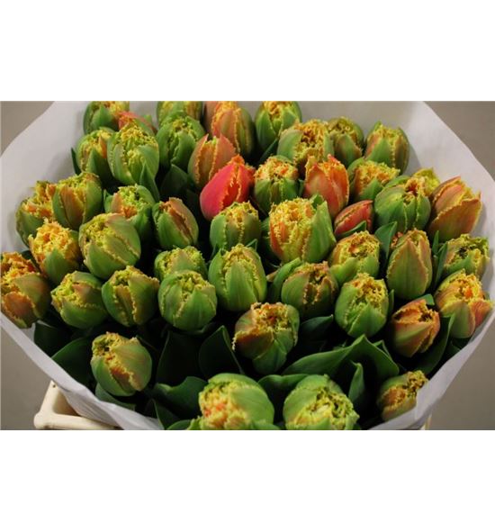 Tulipan brisbane 36 - TULBRI