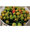 Tulipan brisbane 36 - TULBRI