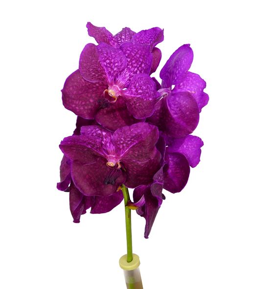 Vanda fucsia magic x25 - VANFUCMAG
