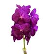 Vanda fucsia magic x25 - VANFUCMAG