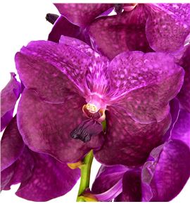 Vanda fucsia magic x25 - VANFUCMAG