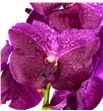 Vanda fucsia magic x25 - VANFUCMAG1