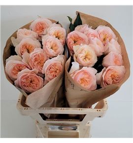 Rosa hol georgi garden 60 - RGRGEOGAR