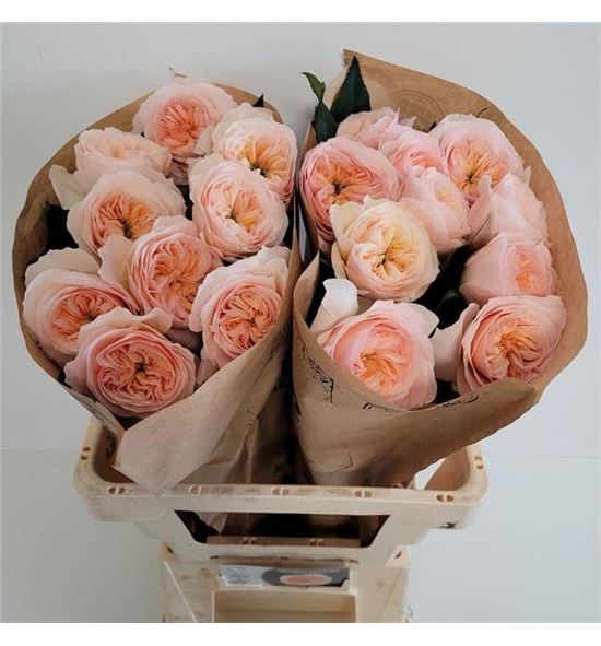 Rosa hol georgi garden 60 - RGRGEOGAR