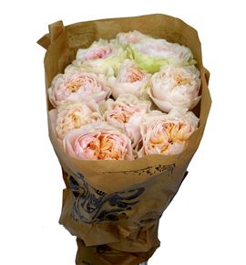 Rosa hol victorian bride 60 - RGRVICBRI