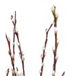 Salix wilgenkatjes 50 - SALWIL1