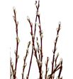 Salix wilgenkatjes 50 - SALWIL2