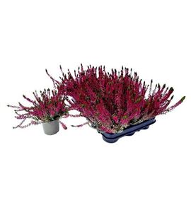 Pl. calluna wibo´s rot 20cm x12 - CALWIBROT12920