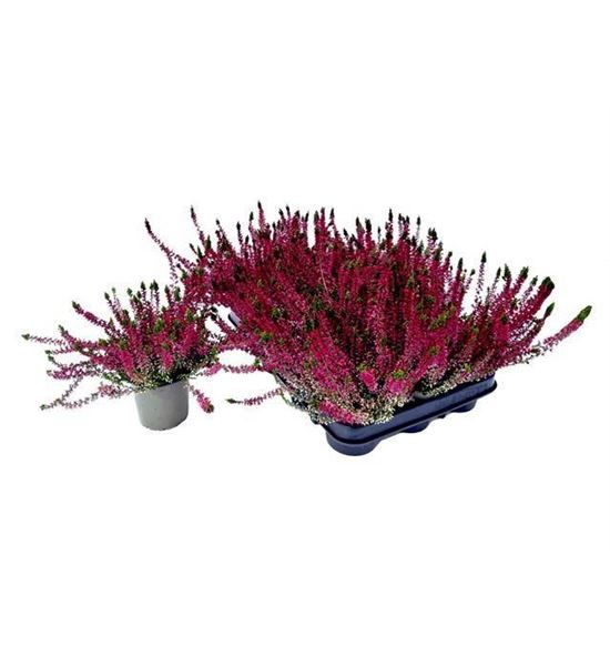 Pl. calluna wibo´s rot 20cm x12 - CALWIBROT12920