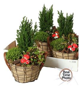 Pl. composicion planta navidad 25cm x3 - COMPLANAV32125