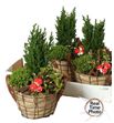 Pl. composicion planta navidad 25cm x3 - COMPLANAV32125