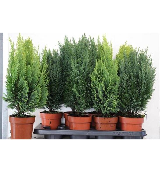Pl. coniferen mixto 50cm x10 - CONMIX101350