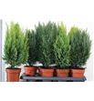 Pl. coniferen mixto 50cm x10 - CONMIX101350