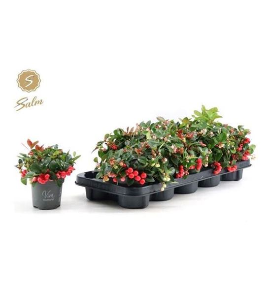 Pl. gaultheria big berry 17cm x10 - GAUBIG101017