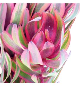 Leuca jester 60 - LEUJES