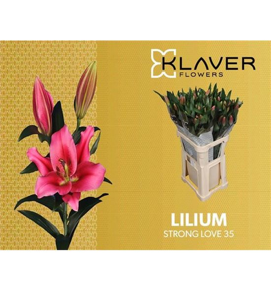 Lili oriental hol strong love 90 - LOHSTRLOV