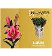 Lili oriental hol strong love 90 - LOHSTRLOV