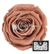 Rosa preservada choco 89 l 6 unid - ROSPRECHO689X