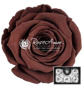 Rosa preservada grp 02 l 6 unid - ROSPREGRP602XL