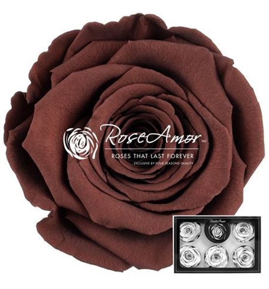 Rosa preservada grp 02 l 6 unid - ROSPREGRP602XL