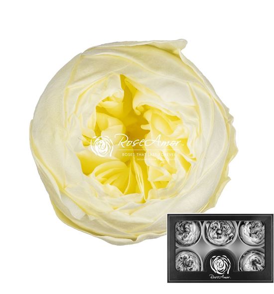 Rosa preservada niki yellow 89xl 6 unid - ROSPRENIKYEL89