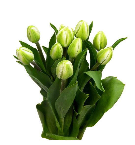 Tulipan casablanca 36 - TULCAS
