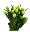 Tulipan casablanca 36 - TULCAS