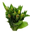 Tulipan sweet breeze 44 - TULSWEBRE