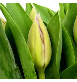 Tulipan sweet breeze 44 - TULSWEBRE