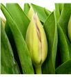 Tulipan sweet breeze 44 - TULSWEBRE1