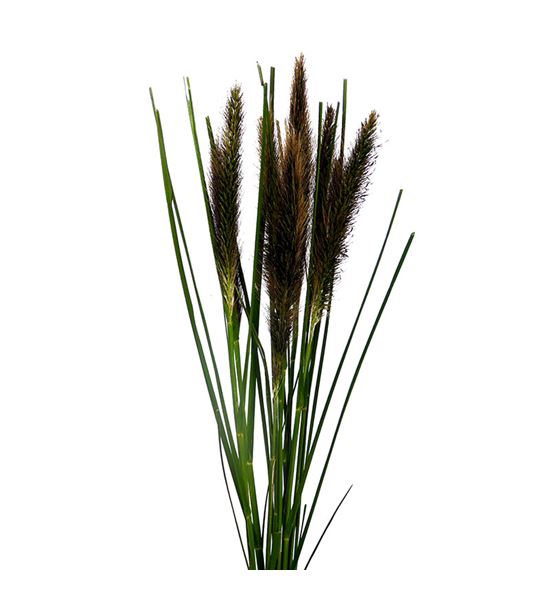 Pennisetum redhead 70 - PENRED