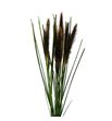 Pennisetum redhead 70 - PENRED