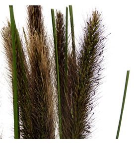 Pennisetum redhead 70 - PENRED