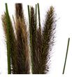 Pennisetum redhead 70 - PENRED1