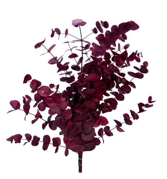 Eucaliptus preservado stuartiana granate - EUCPRESTUGRA