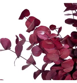 Eucaliptus preservado stuartiana granate - EUCPRESTUGRA