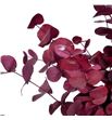Eucaliptus preservado stuartiana granate - EUCPRESTUGRA1