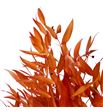 Ruscus it fino preservado naranja - RUSFINPRENAR1