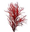 Grevillea rojo a2 - GREROJ