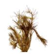 Pinus strobus antiek oro 60 a2 - PINSTRANTORO