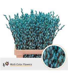 Salix snowflake azul claro 70 - SALSNOAZUCLA