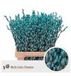 Salix snowflake azul claro 70 - SALSNOAZUCLA