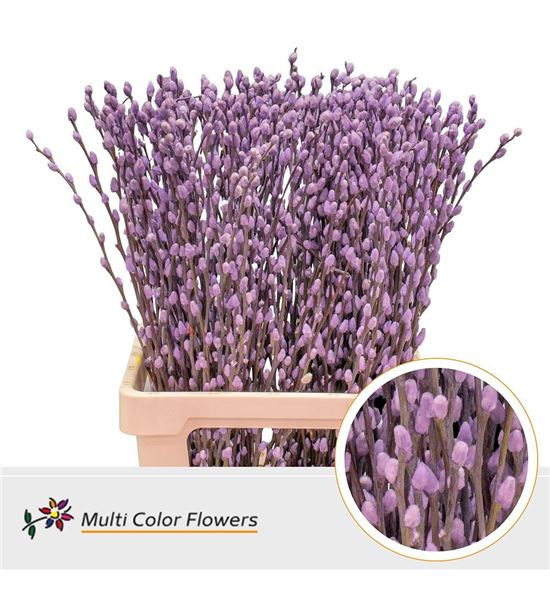 Salix snowflake milka 70 - SALSNOMIL