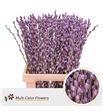 Salix snowflake milka 70 - SALSNOMIL