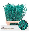 Salix snowflake mint 70 - SALSNOMIN