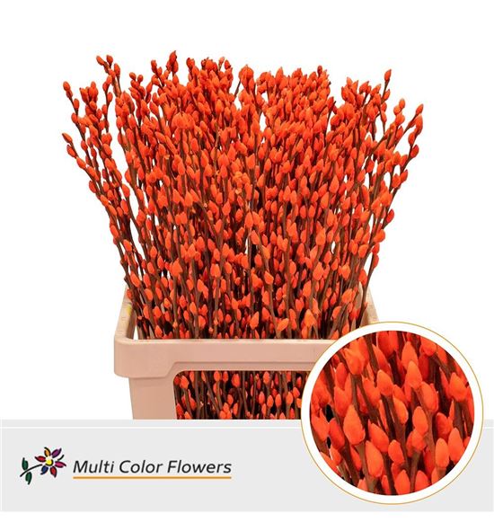 Salix snowflake naranja 70 - SALSNONAR