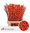 Salix snowflake naranja 70 - SALSNONAR