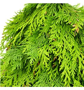 Arbol conifeer 40 - ARBCON