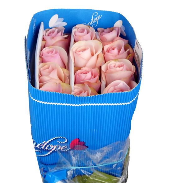 Rosa ecu novia 40 - RCNOV